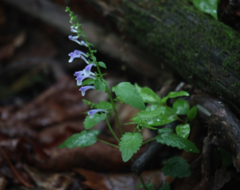 Scutellaria pekinensis
