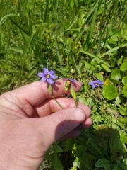 Sisyrinchium biforme
