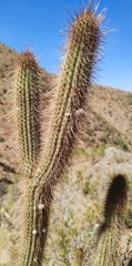 Cleistocactus buchtienii