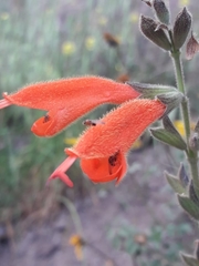 Salvia