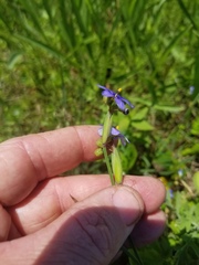 Sisyrinchium biforme