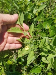 Physalis cinerascens spathulifolia