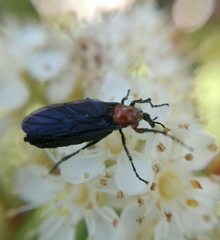 Dilophus pectoralis