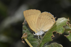 Habrodais grunus grunus