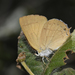 Boisduval’s Hairstreak - Photo (c) Ken Kertell, some rights reserved (CC BY-NC), uploaded by Ken Kertell