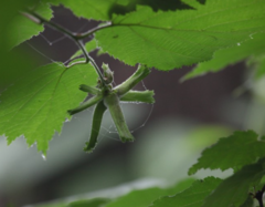 Corylus sieboldiana
