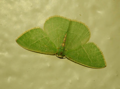 Nemoria glaucomarginaria