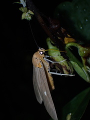 Asota plaginota