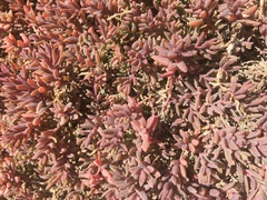 Suaeda novae-zelandiae