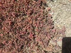 Suaeda novae-zelandiae
