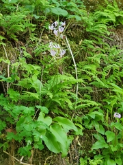 Primula fassettii