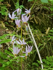 Primula fassettii