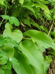 Primula fassettii