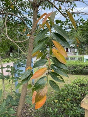 Glochidion lanceolatum