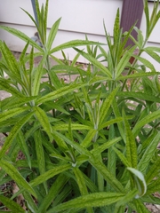 Veronicastrum virginicum