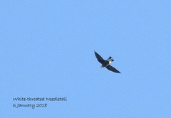 Hirundapus caudacutus