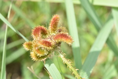 Mimosa hystricina