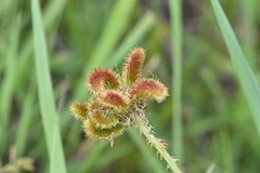 Mimosa hystricina