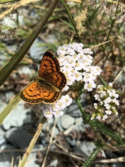 Lycaena salustius