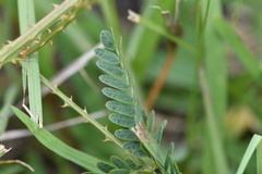 Mimosa hystricina