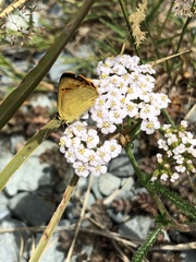Lycaena salustius