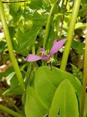 Primula fassettii