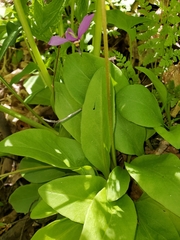 Primula fassettii