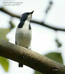 Ficedula superciliaris