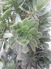 Mesembryanthemum cordifolium