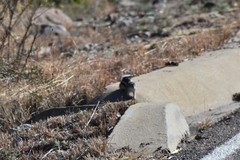 Ammospermophilus interpres