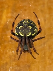 Araneus granadensis