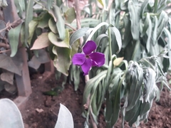 Mesembryanthemum cordifolium