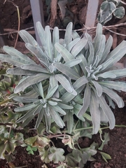 Mesembryanthemum cordifolium
