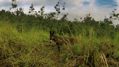 Equus asinus × caballus