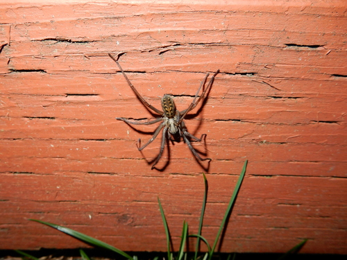 Giant House Spider photo 4