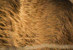 Equus asinus × caballus