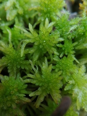 Sphagnum pulchrum