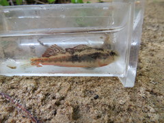 Etheostoma duryi