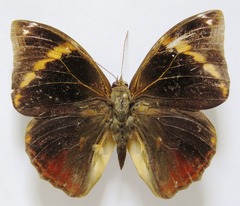 Opsiphanes tamarindi