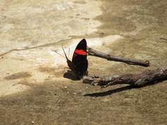 Adelpha lycorias lycorias