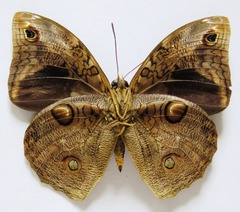 Opsiphanes tamarindi