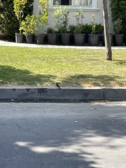 Passer domesticus