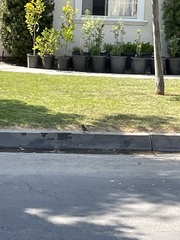 Passer domesticus