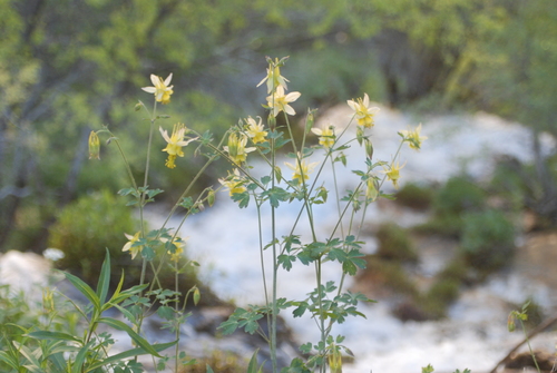 Image of Aquilegia barnebyi by (c) Loren Cassin Sackett, some rights reserved (CC BY)