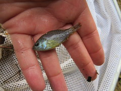 Lepomis megalotis