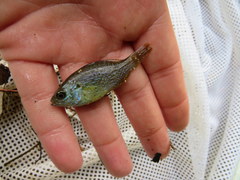 Lepomis megalotis