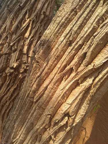 Bocconia arborea