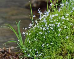 Houstonia serpyllifolia