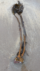 Laminaria hyperborea