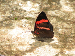 Adelpha lycorias lycorias